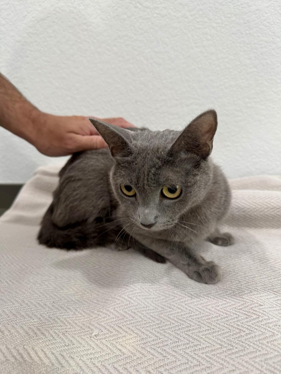Aubrey, a ADOPTABLE Domestic Short Hair in Las Vegas, NV image 1/4