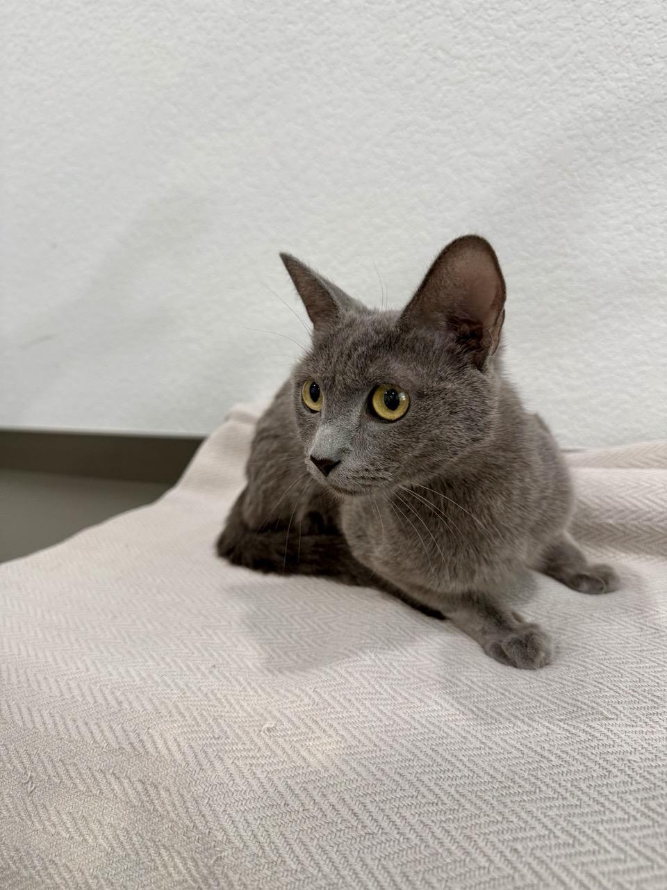 Aubrey, a ADOPTABLE Domestic Short Hair in Las Vegas, NV image 3/4