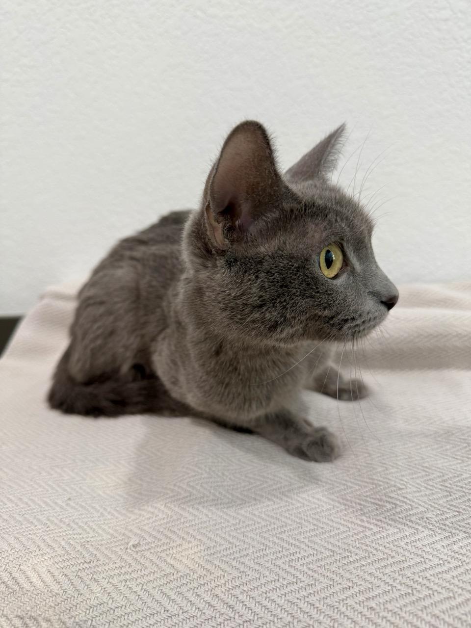 Aubrey, a ADOPTABLE Domestic Short Hair in Las Vegas, NV image 2/4