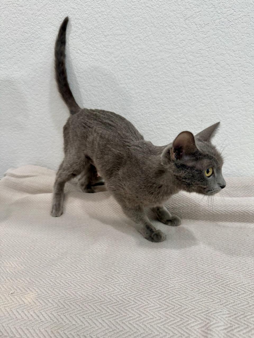 Aubrey, a ADOPTABLE Domestic Short Hair in Las Vegas, NV image 4/4