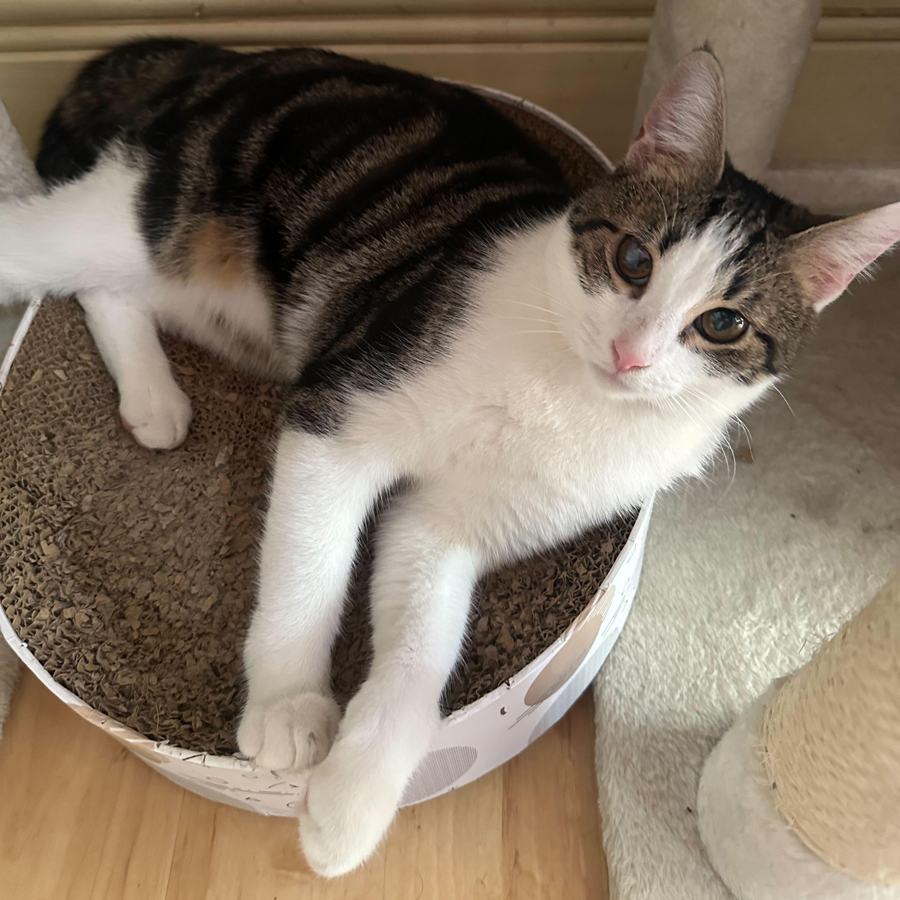 Crunchwrap, Adoptable, Kitten Male Domestic Short Hair.