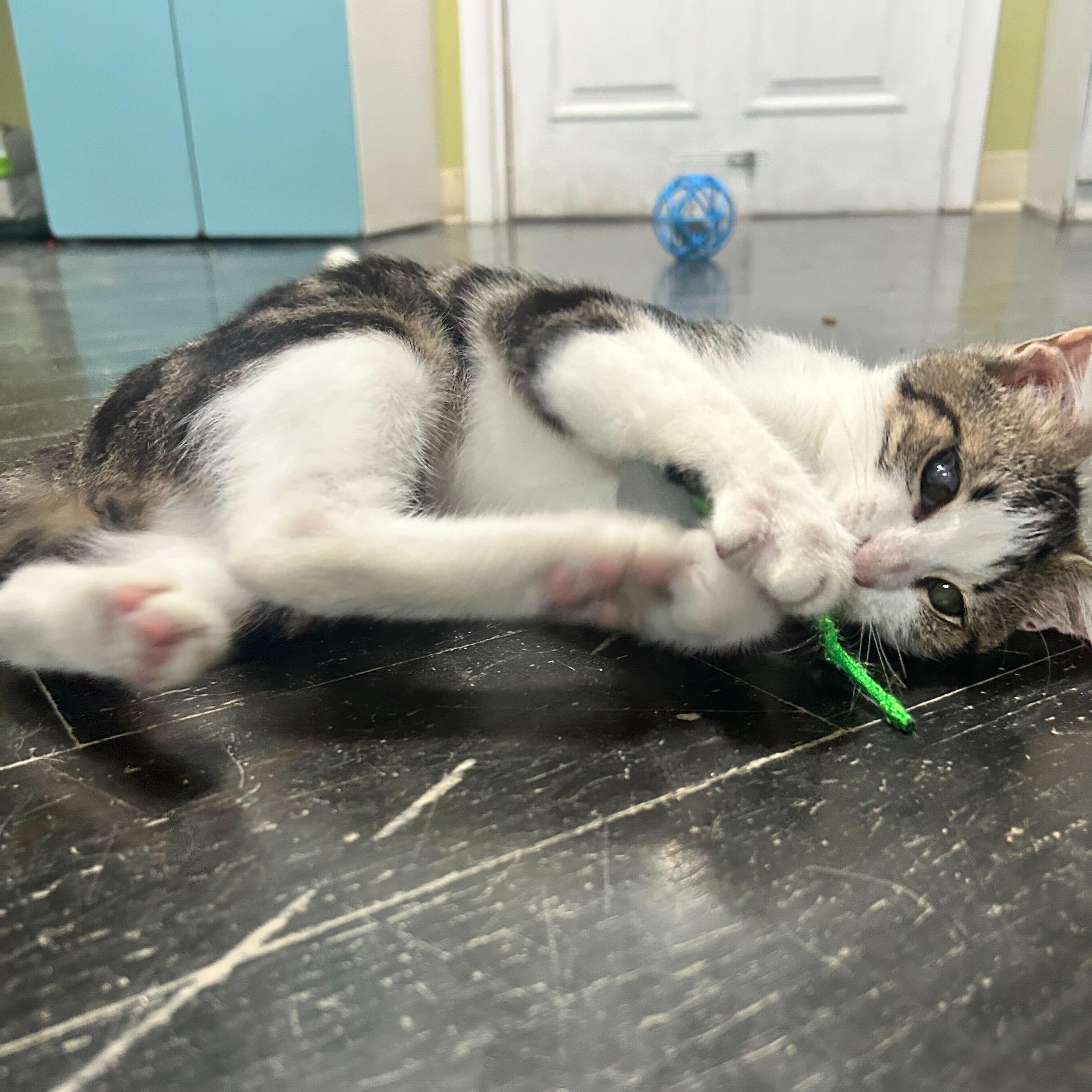 Crunchwrap, a Adoptable Domestic Short Hair in East Brunswick, NJ image 3/6