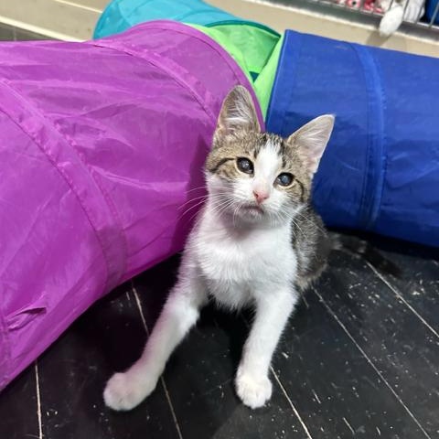 Crunchwrap, a Adoptable Domestic Short Hair in East Brunswick, NJ image 4/6