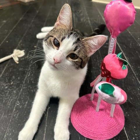 Enlarge Crunchwrap, a Adoptable Domestic Short Hair in East Brunswick, NJ image 2/6