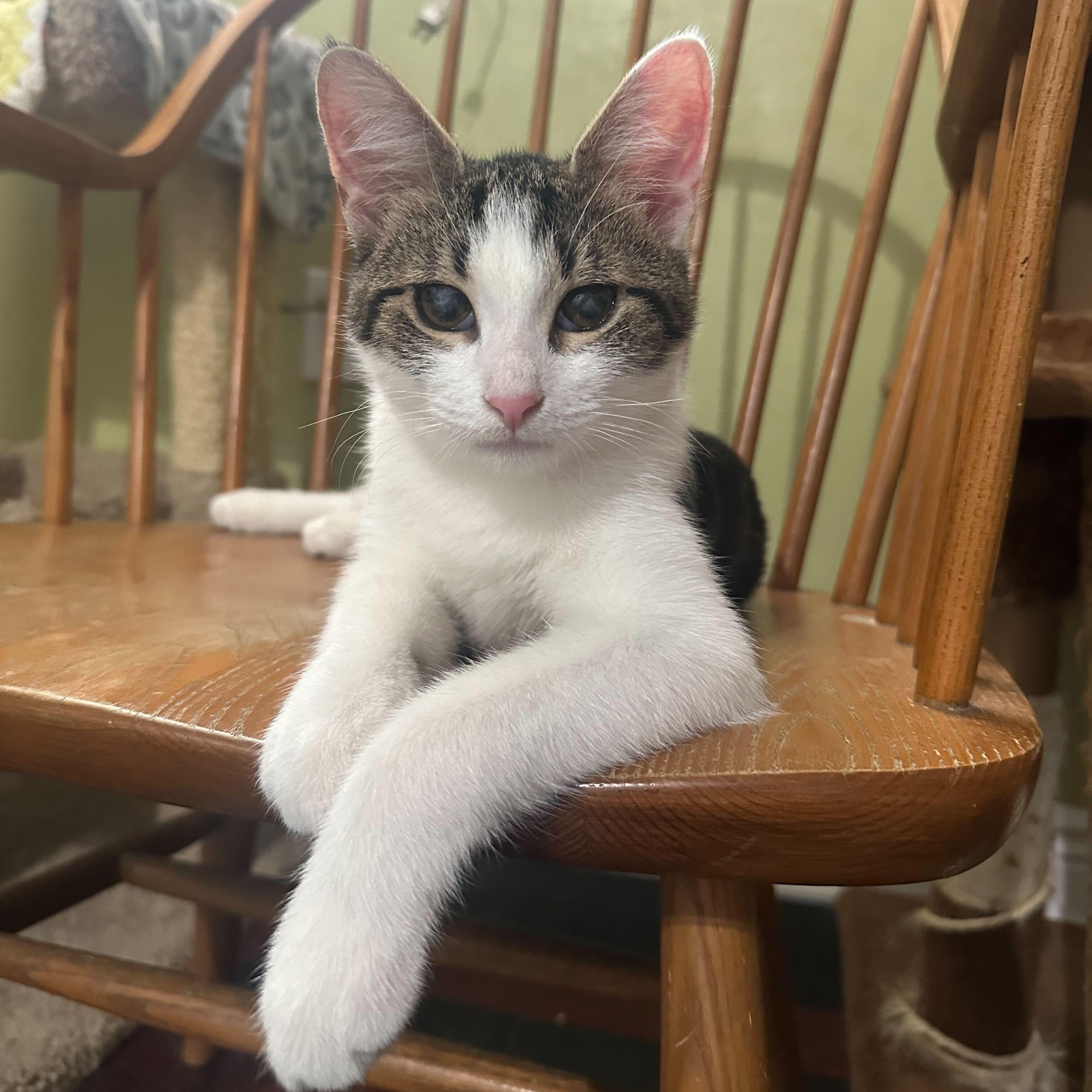 Crunchwrap, a Adoptable Domestic Short Hair in East Brunswick, NJ image 2/6