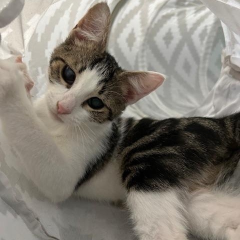 Crunchwrap, Adoptable, Kitten Male Domestic Short Hair.