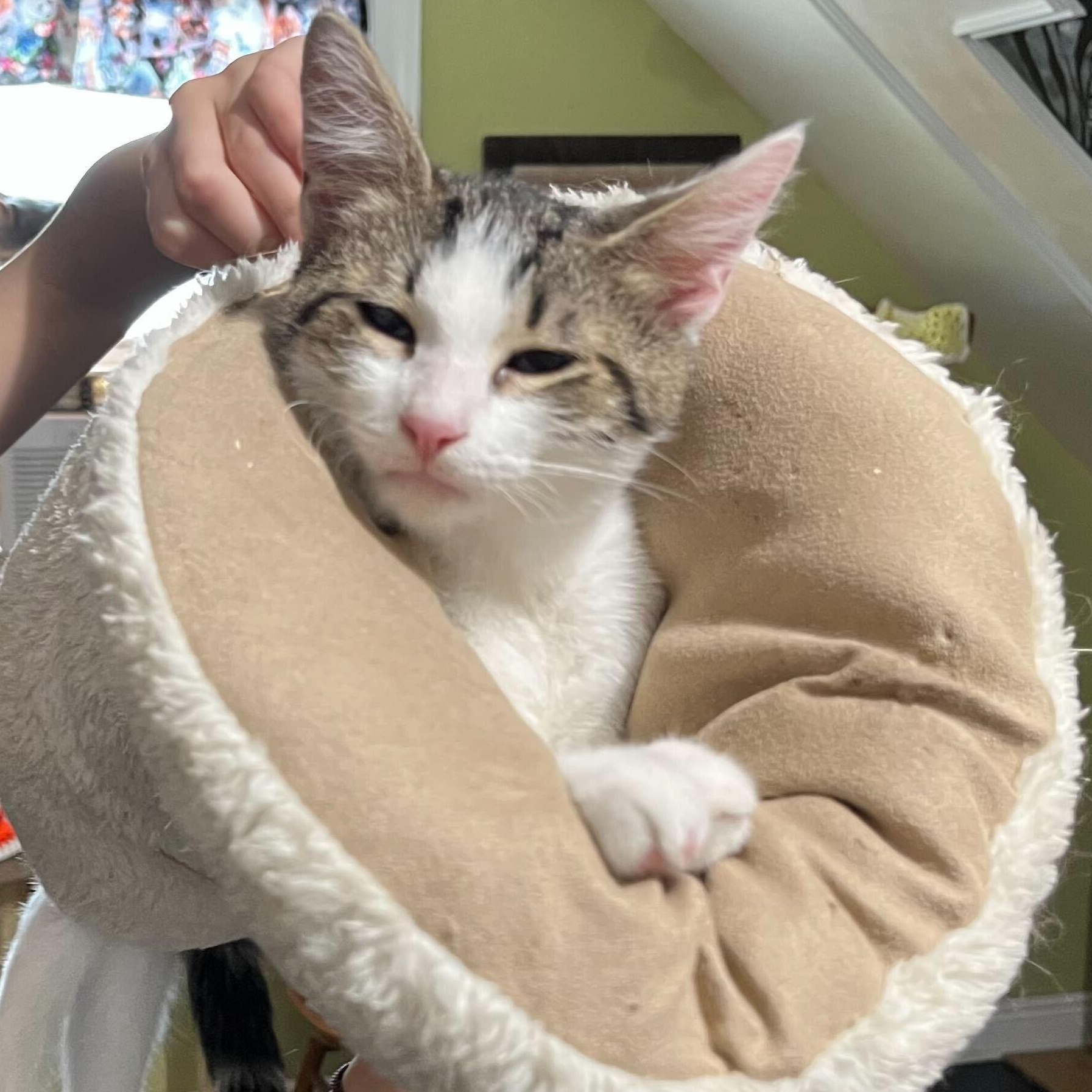 Crunchwrap, a Adoptable Domestic Short Hair in East Brunswick, NJ image 6/6