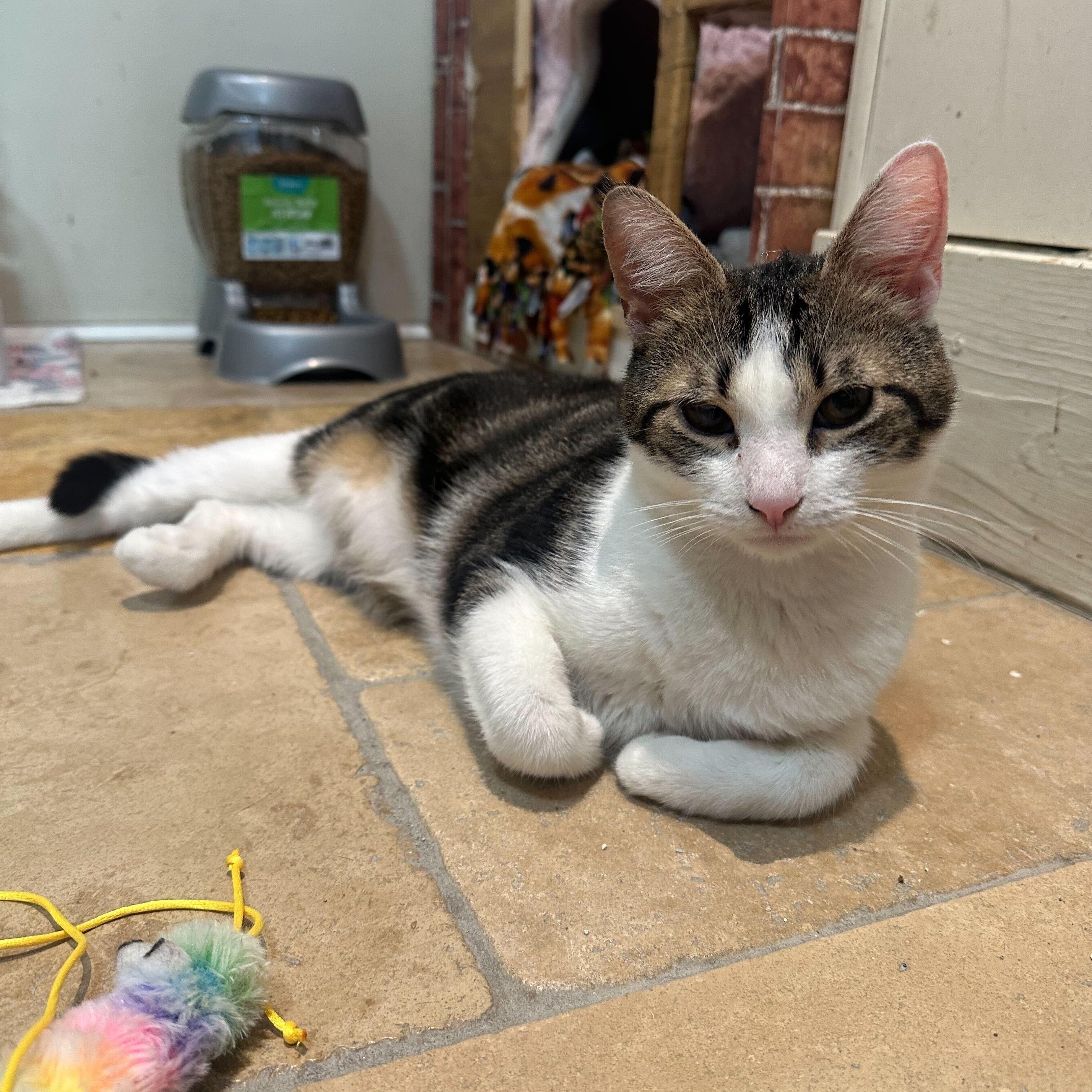 Enlarge Crunchwrap, a Adoptable Domestic Short Hair in East Brunswick, NJ image 1/6