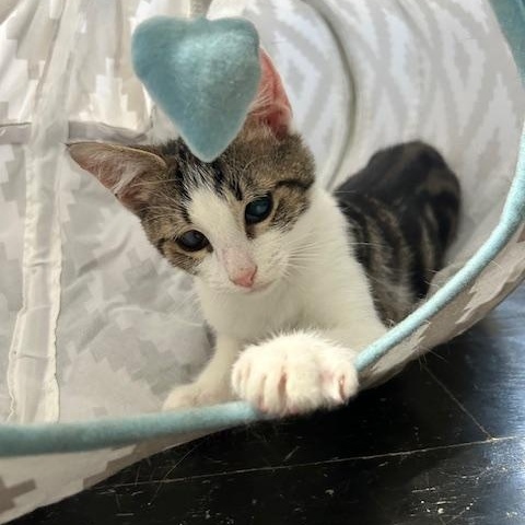 Crunchwrap, a Adoptable Domestic Short Hair in East Brunswick, NJ image 5/6