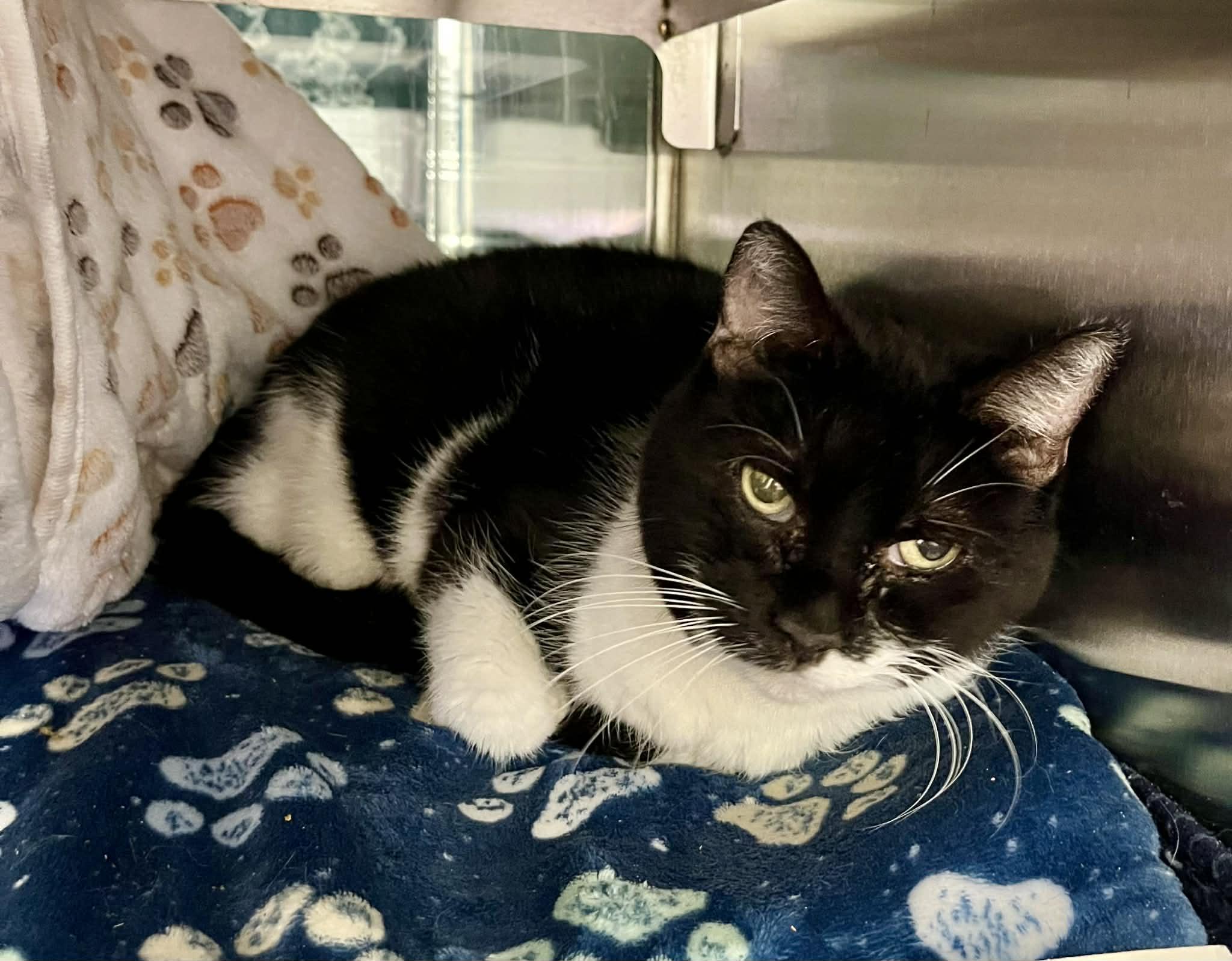 Lucy, Adoptable, Senior Female Domestic Short Hair.