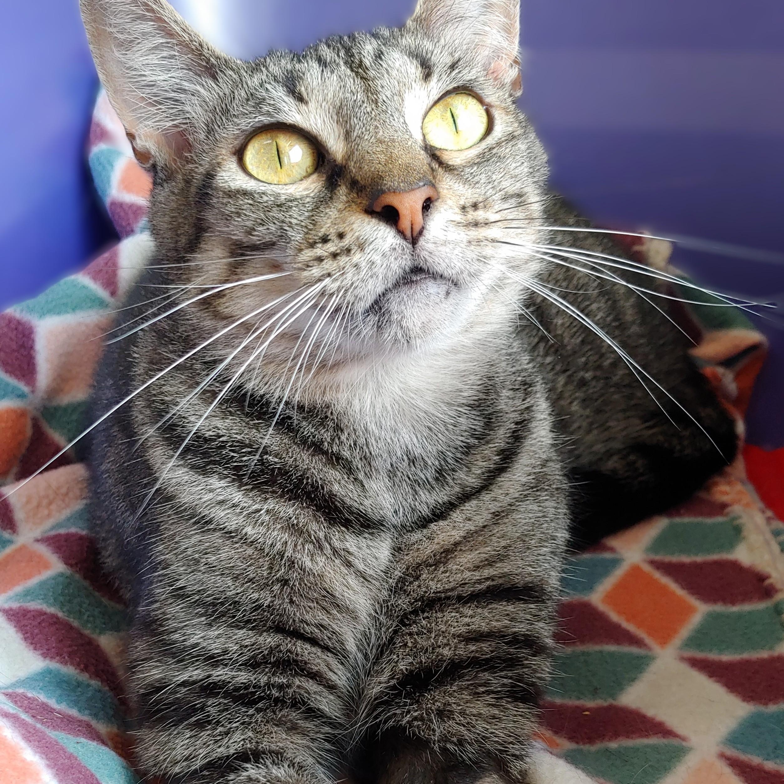 Alo, a Adoptable Domestic Short Hair in Belmont, NY image 2/6