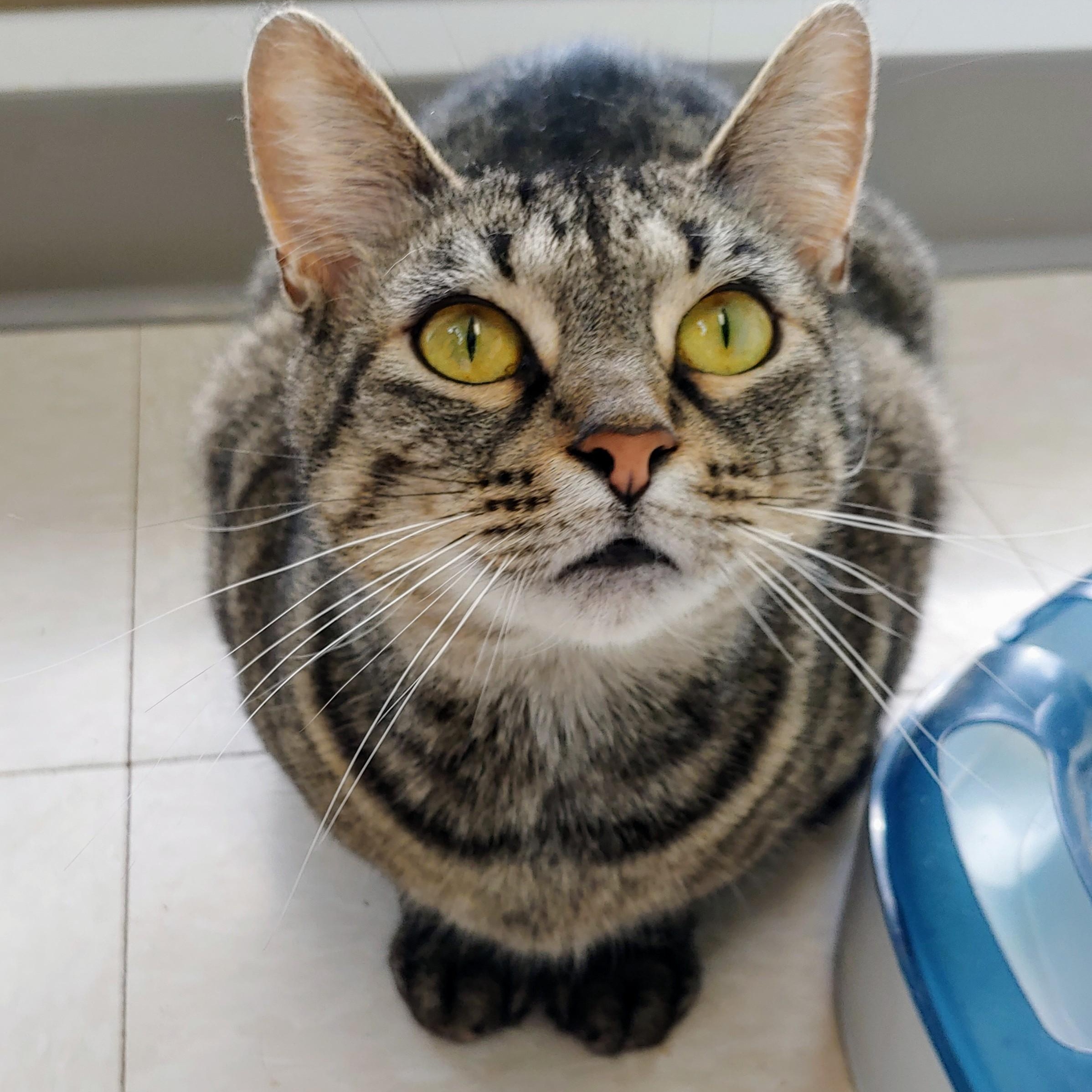 Alo, a Adoptable Domestic Short Hair in Belmont, NY image 6/6