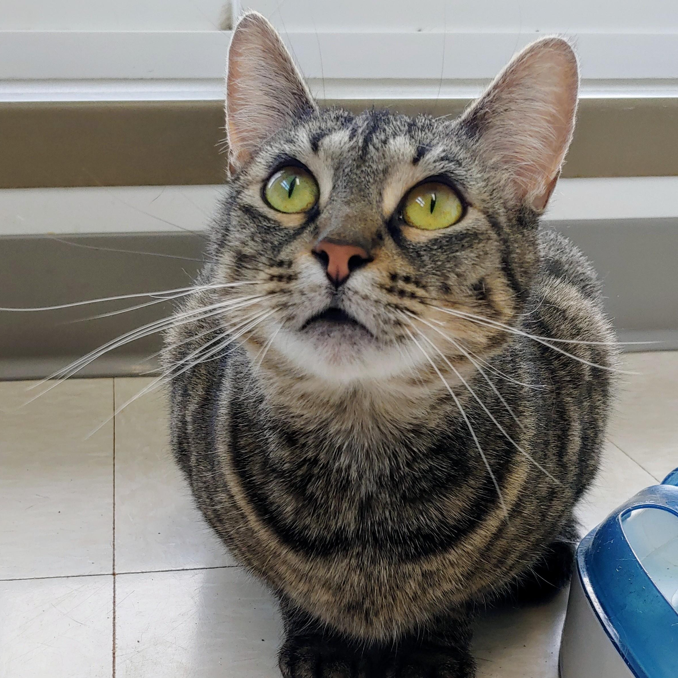 Alo, a Adoptable Domestic Short Hair in Belmont, NY image 5/6