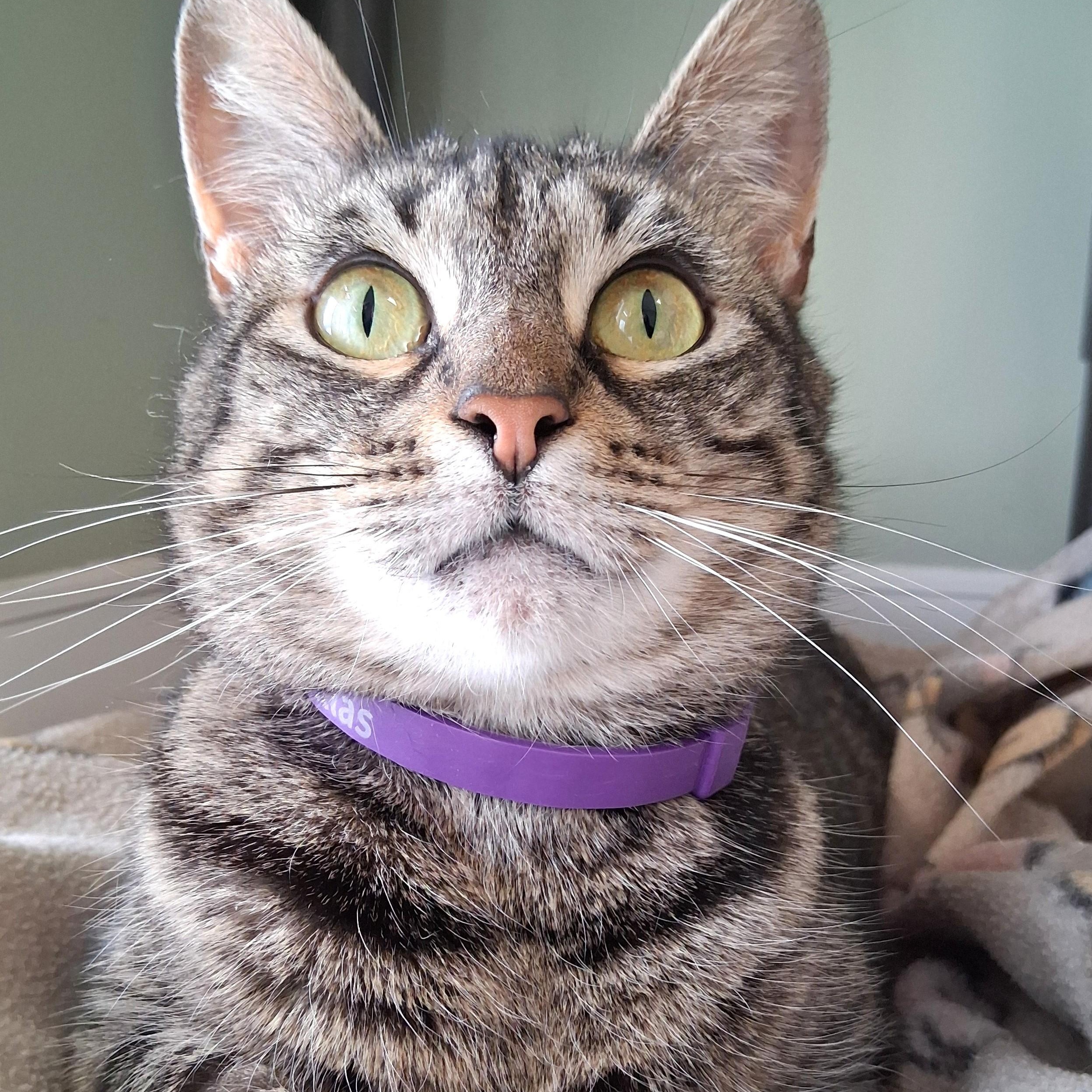 Enlarge Alo, a Adoptable Domestic Short Hair in Belmont, NY image 1/6