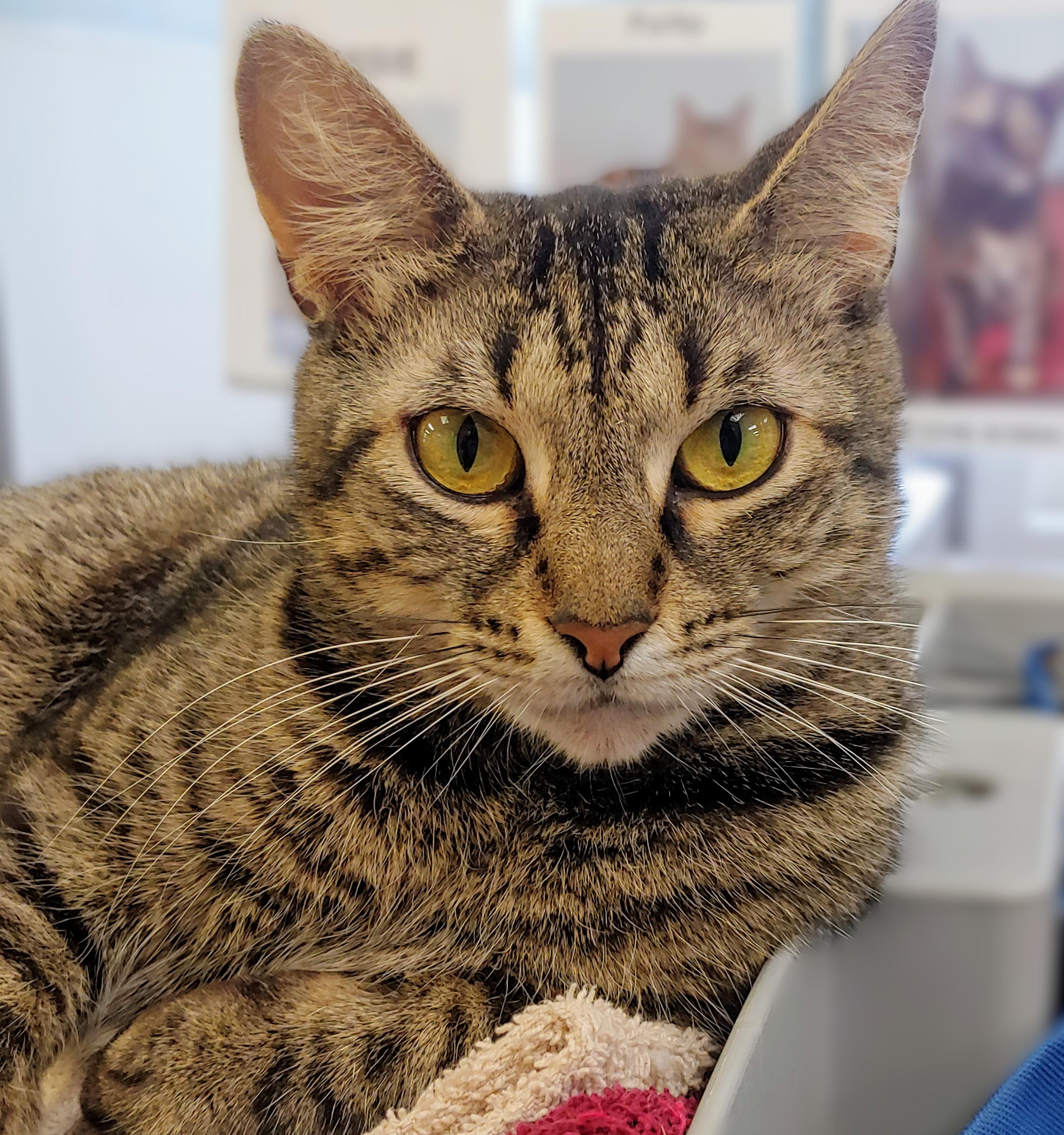 Alo, a Adoptable Domestic Short Hair in Belmont, NY image 4/6