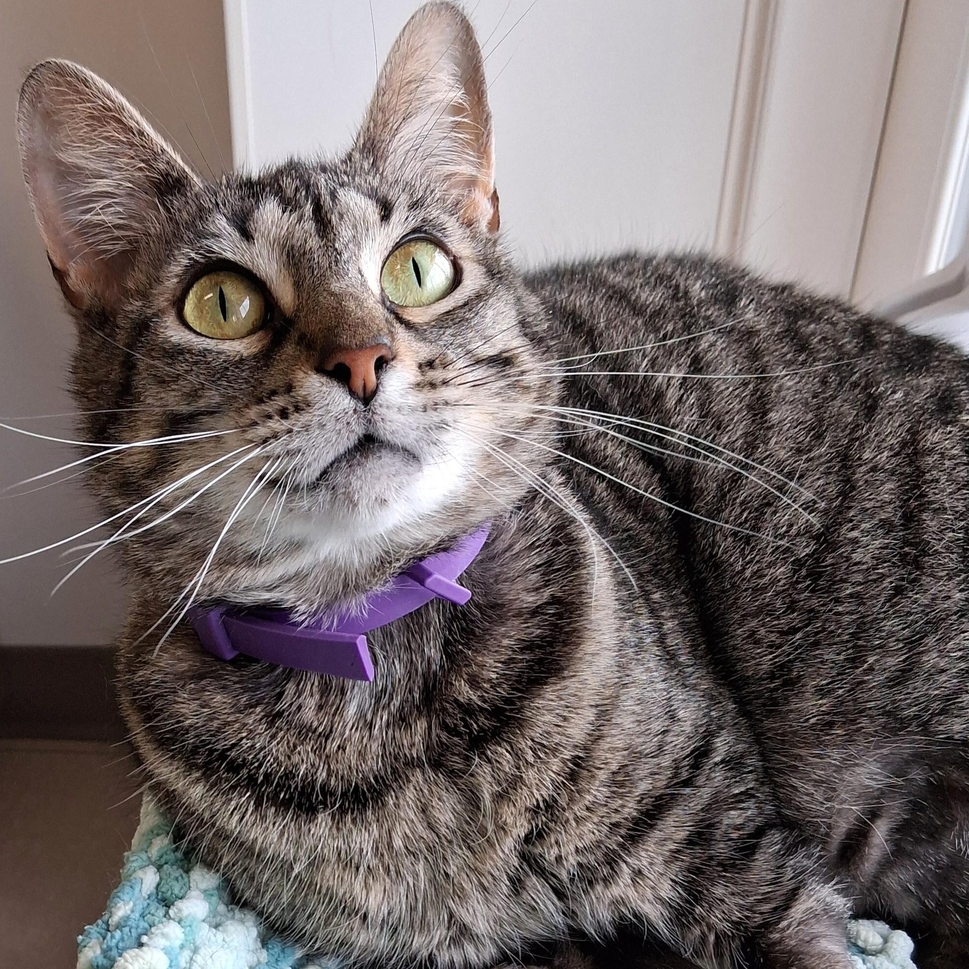 Enlarge Alo, a Adoptable Domestic Short Hair in Belmont, NY image 1/6