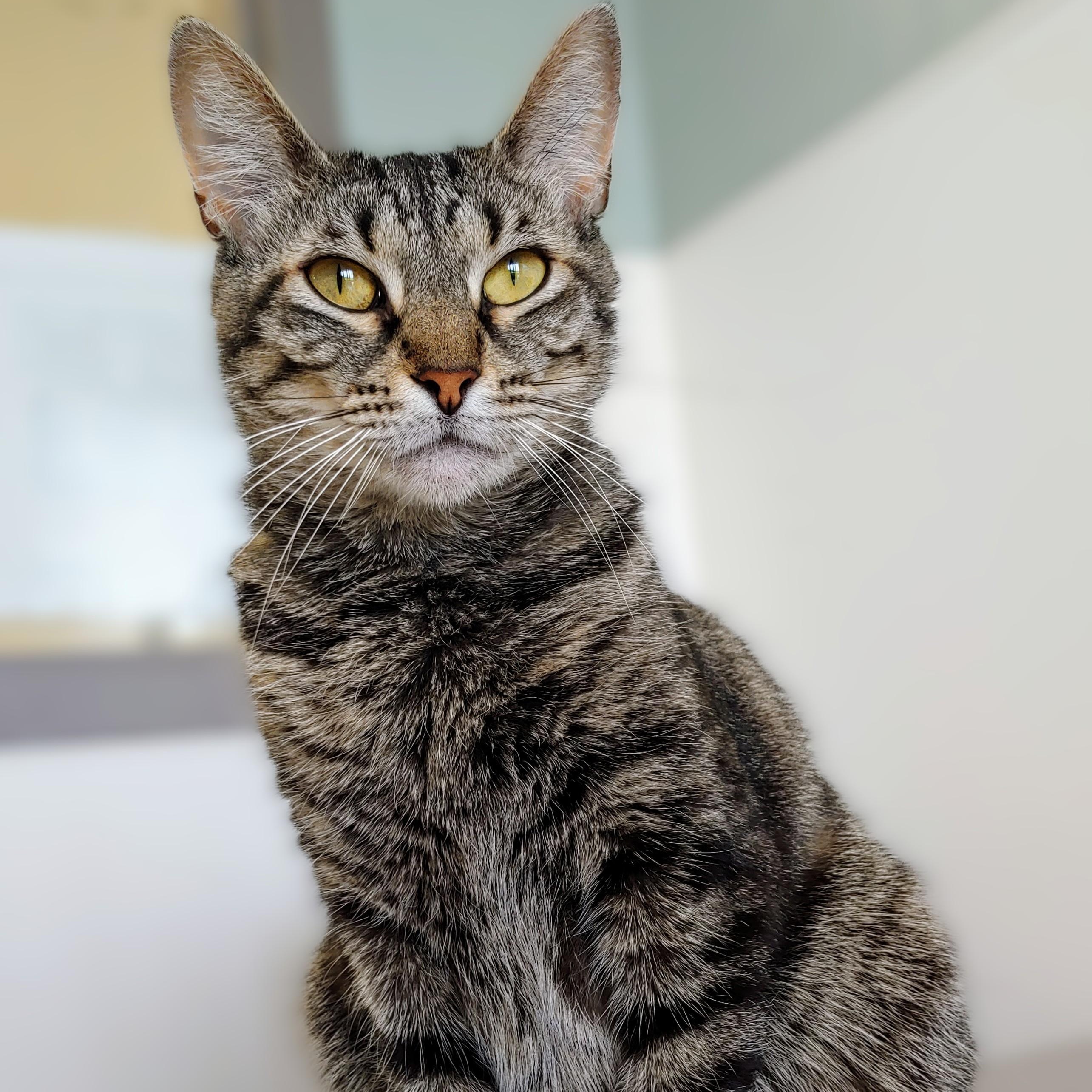 Alo, a Adoptable Domestic Short Hair in Belmont, NY image 3/6