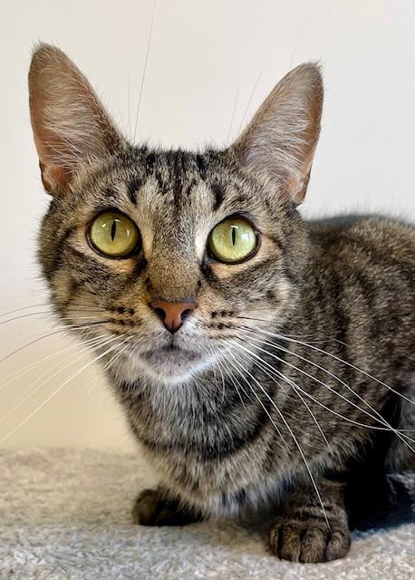 Alo, Adoptable, Adult Female Domestic Short Hair.