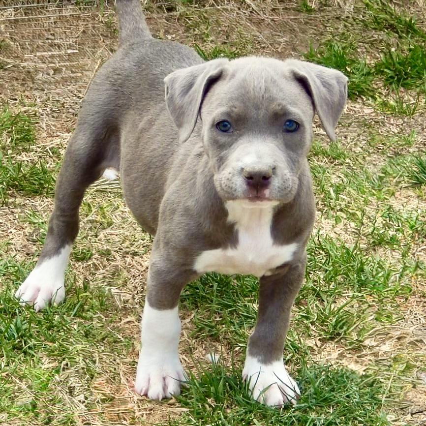 Enlarge Taffy, an adopted mixed breed in Mead, CO image 3/4