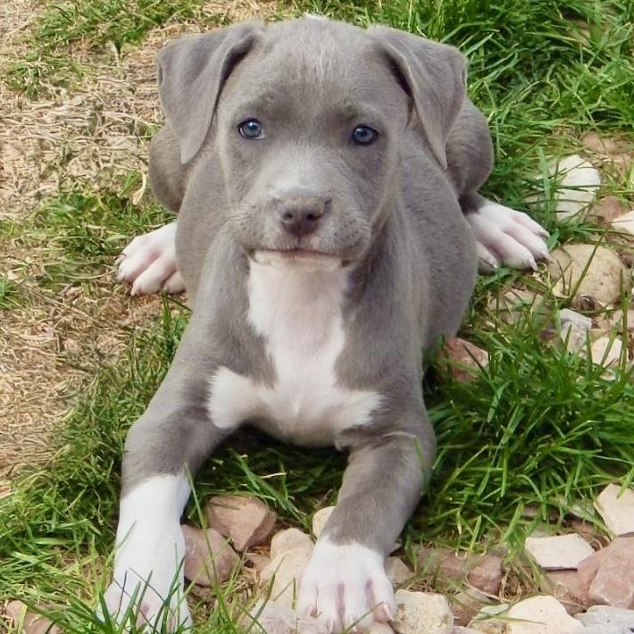 Enlarge Taffy, an adopted mixed breed in Mead, CO image 4/4