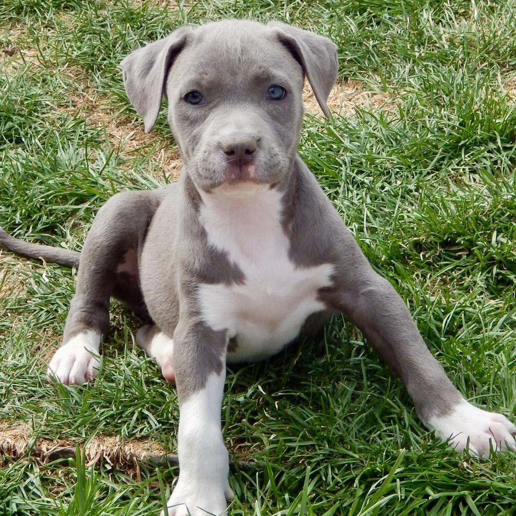 Enlarge Taffy, an adopted mixed breed in Mead, CO image 2/4