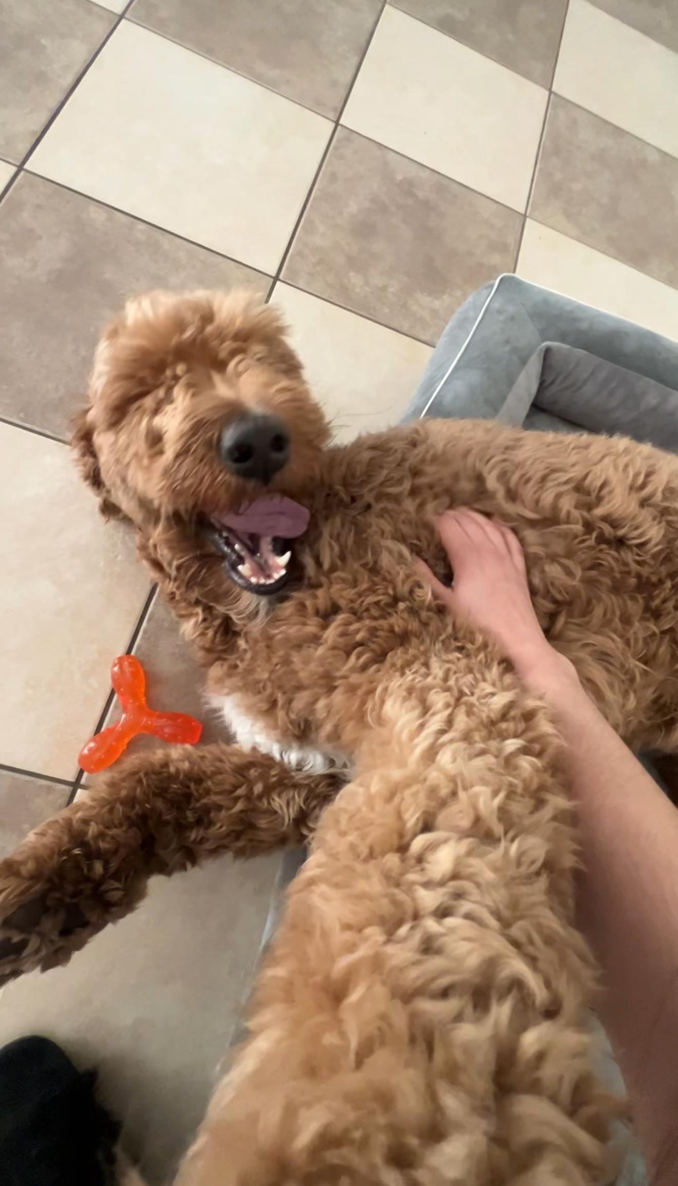 Enlarge Melo, a Adoptable Goldendoodle in Newark, NJ image 3/4