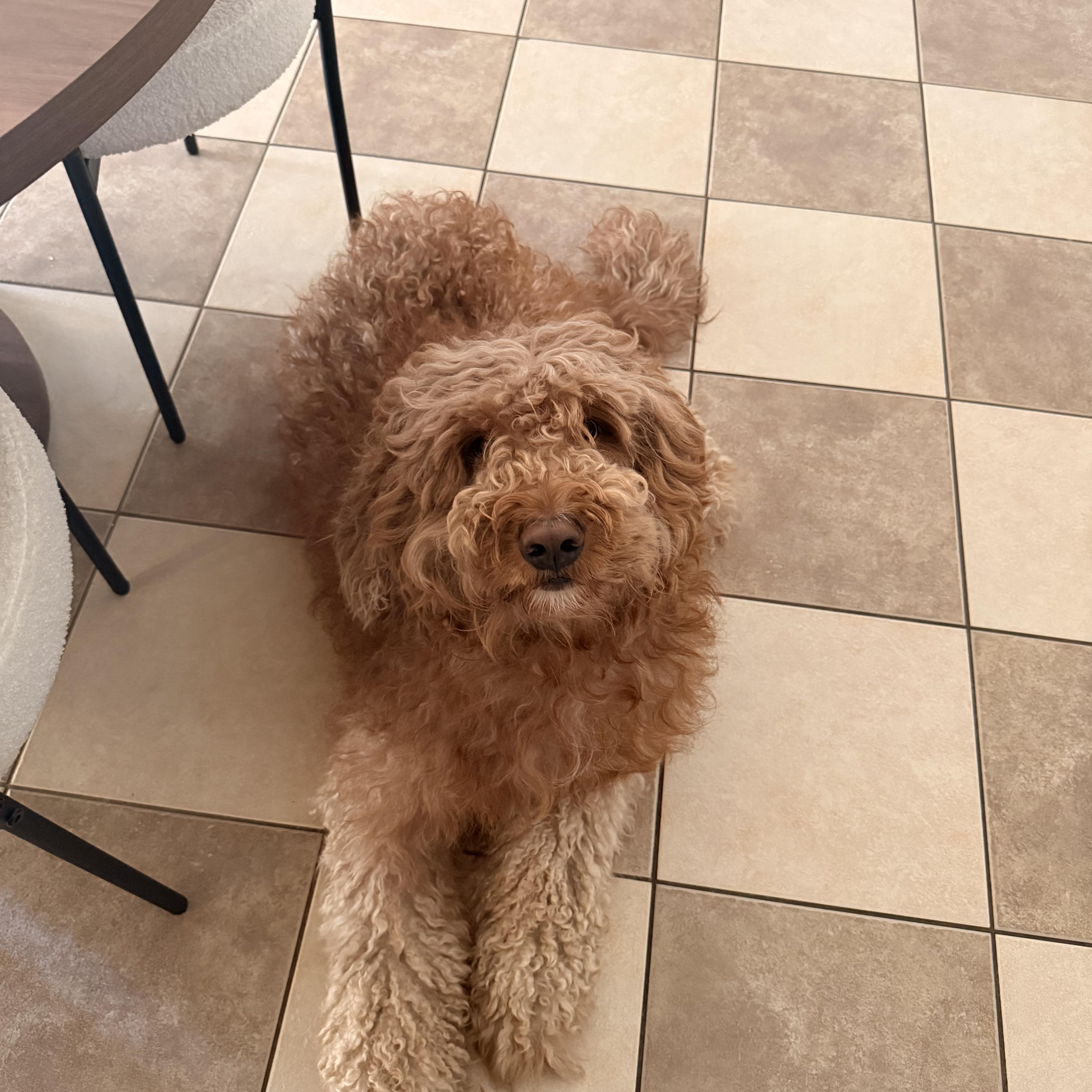 Enlarge Melo, a Adoptable Goldendoodle in Newark, NJ image 2/4