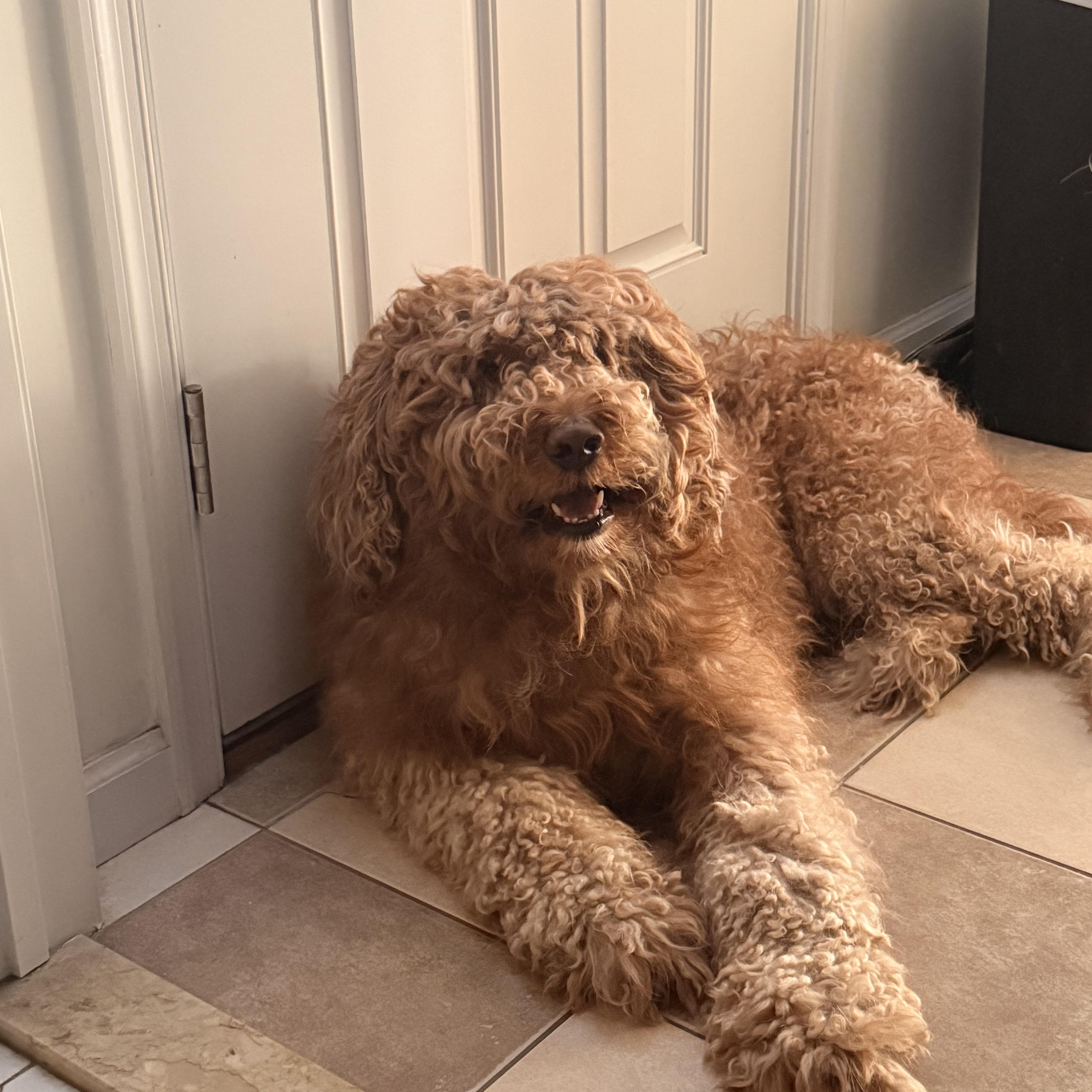 Melo, Adoptable, Adult Male Goldendoodle.