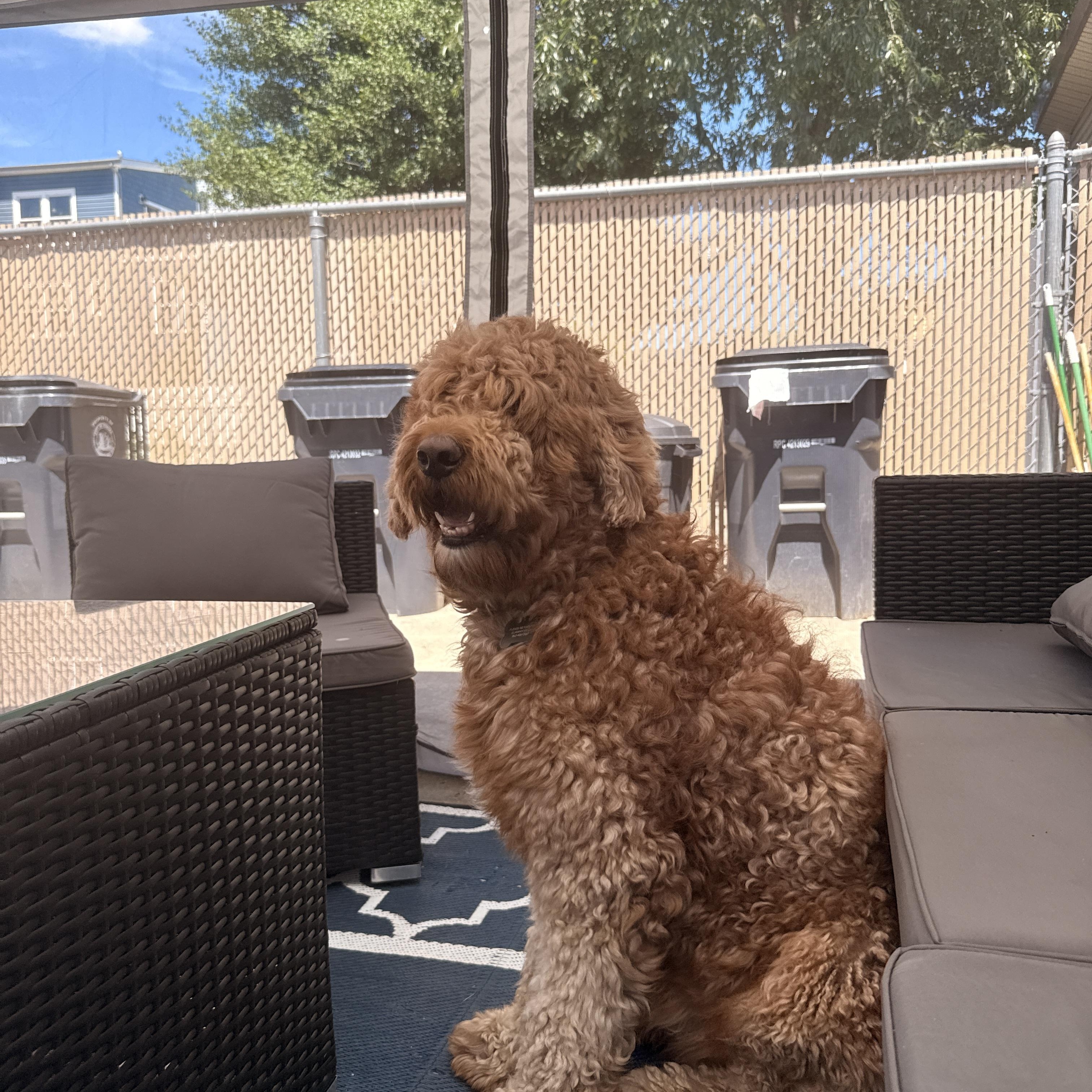 Enlarge Melo, a Adoptable Goldendoodle in Newark, NJ image 4/4