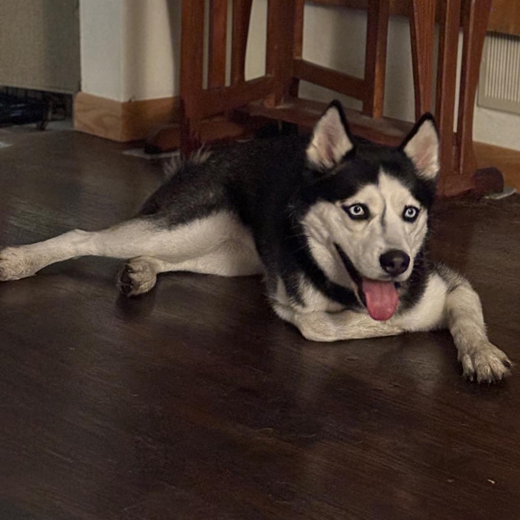 Poppy, a Adoptable mixed breed in Blaine, MN image 2/4