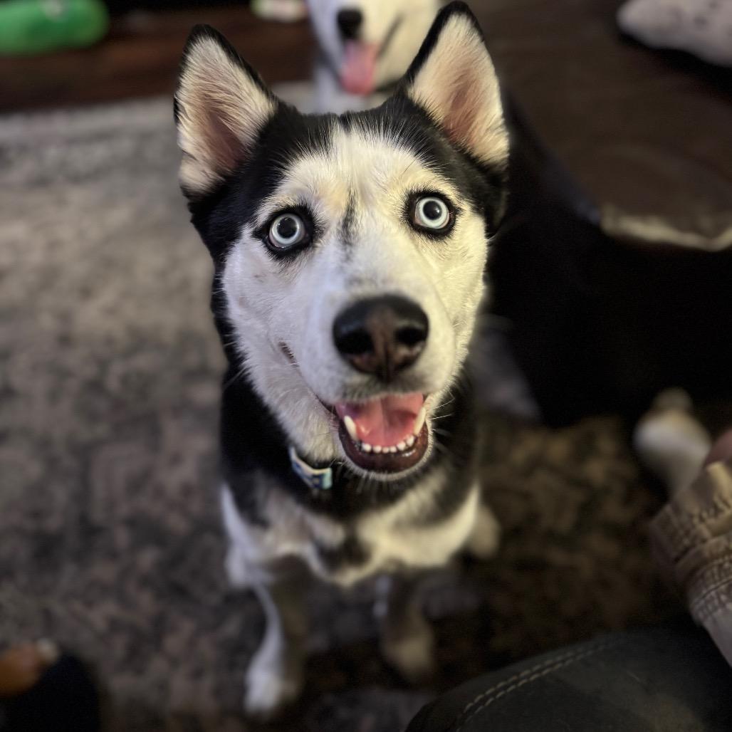 Poppy, a Adoptable mixed breed in Blaine, MN image 3/4