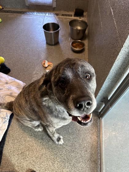 Enlarge Ash, a ADOPTABLE mixed breed in Hamilton, MT image 2/2