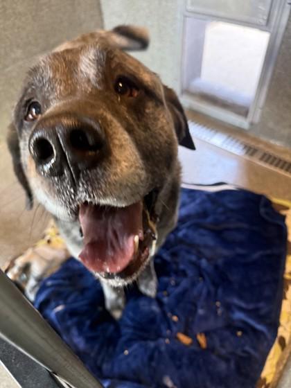 Ash, ADOPTABLE, Senior Male Mastiff.