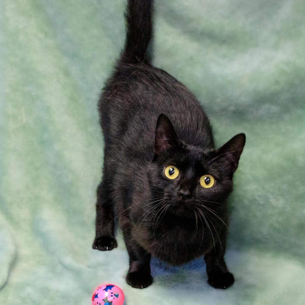 Kendall, Adoptable, Young Female Domestic Short Hair.