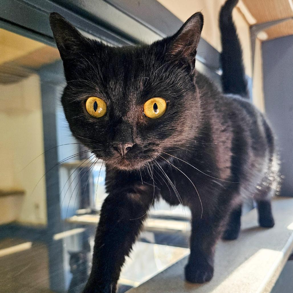 Enlarge Kendall, a Adoptable Domestic Short Hair in Versailles, KY image 2/2