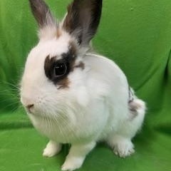 Enlarge Cinnamon, a ADOPTABLE Lionhead in Haltom City, TX image 1/3