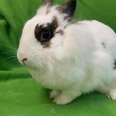 Enlarge Cinnamon, a ADOPTABLE Lionhead in Haltom City, TX image 3/3