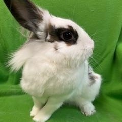 Enlarge Cinnamon, a ADOPTABLE Lionhead in Haltom City, TX image 2/3