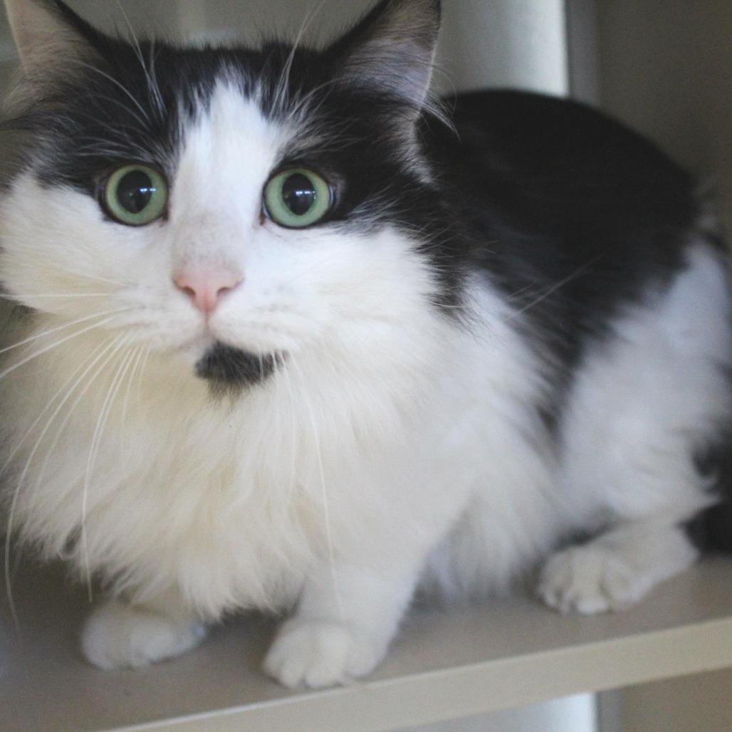 Dominos Delivery Boy, Adoptable, Adult Male Domestic Long Hair.