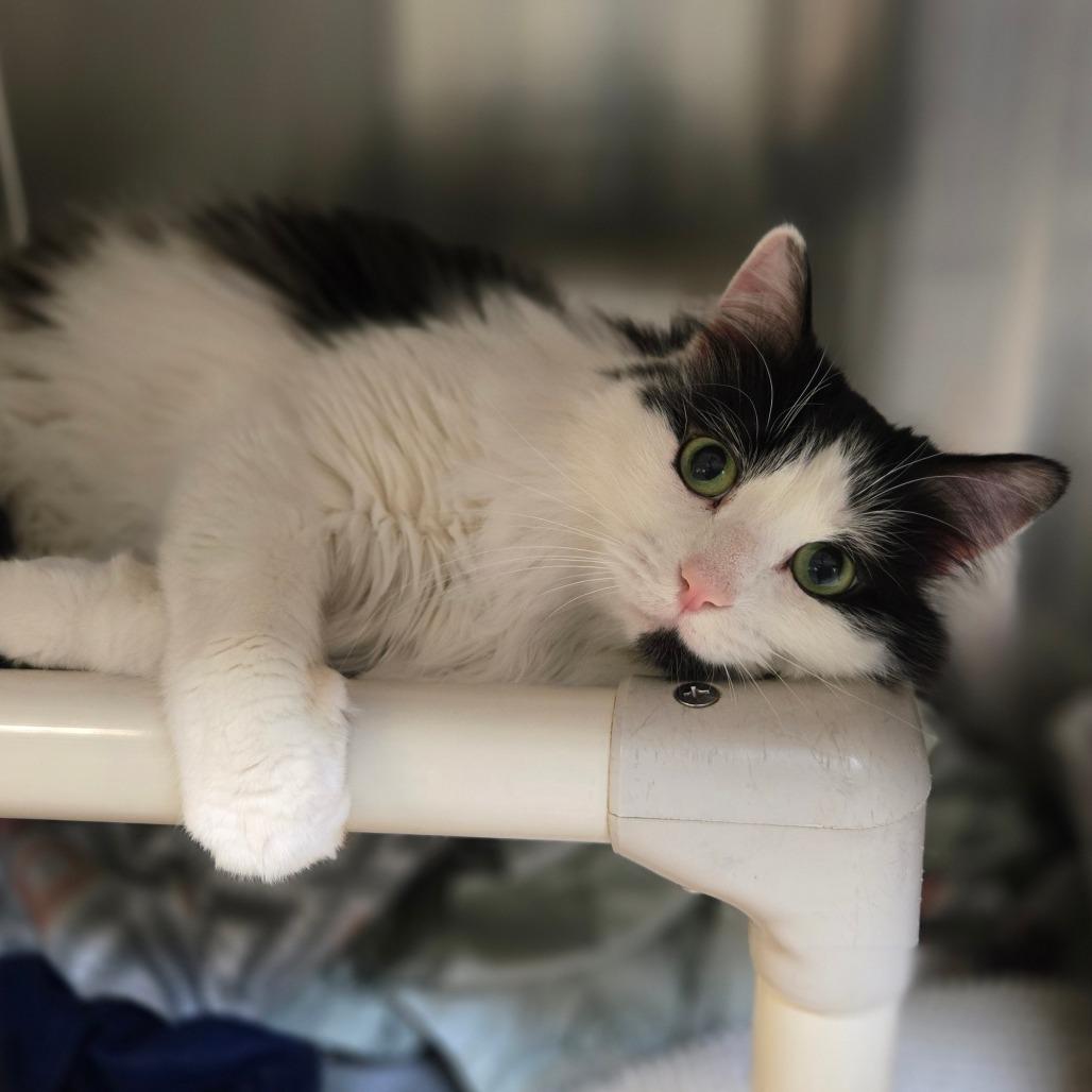 Dominos Delivery Boy, a Adoptable Domestic Long Hair in Charlottesville, VA image 2/3