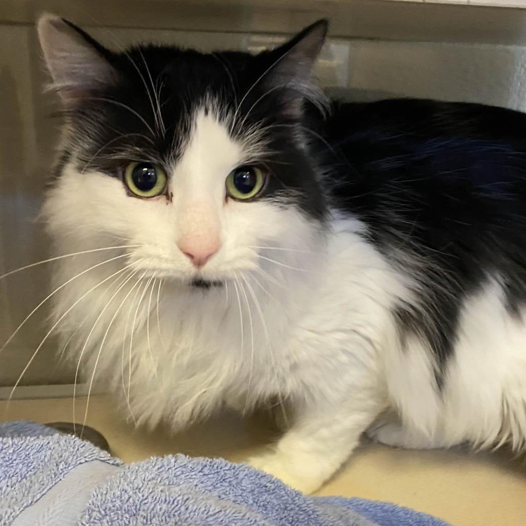 Dominos Delivery Boy, a Adoptable Domestic Long Hair in Charlottesville, VA image 3/3