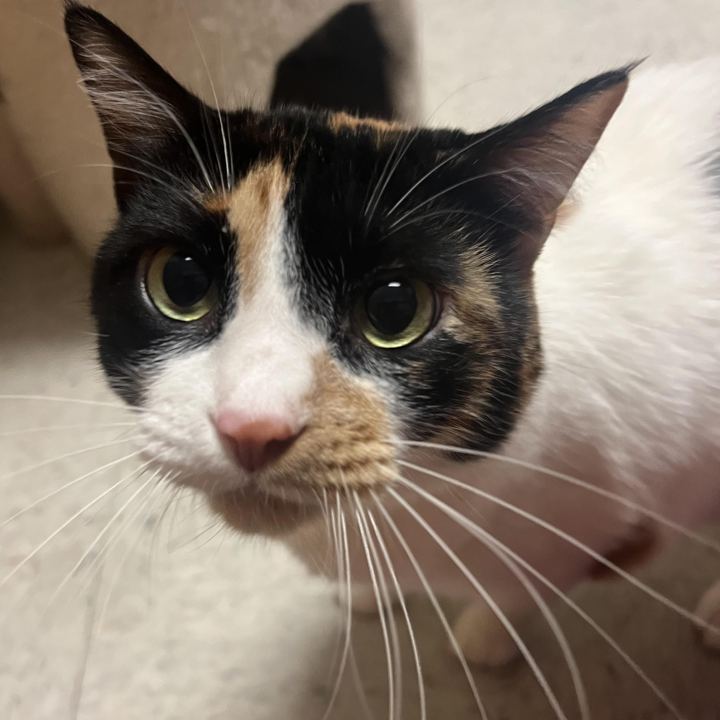 Shelby, Adoptable, Adult Female Domestic Short Hair.