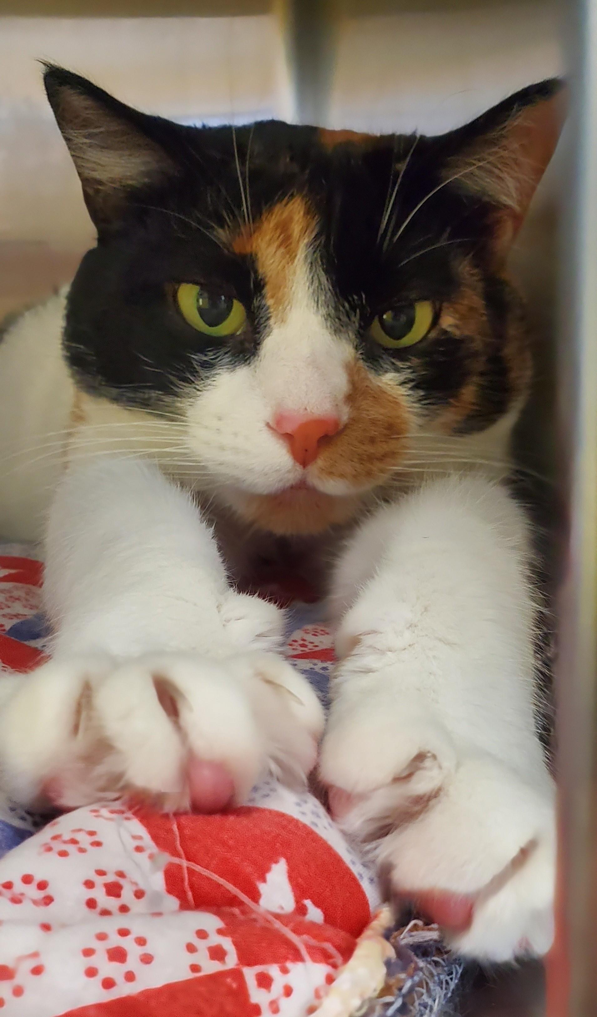 Shelby, Adoptable, Adult Female Domestic Short Hair.