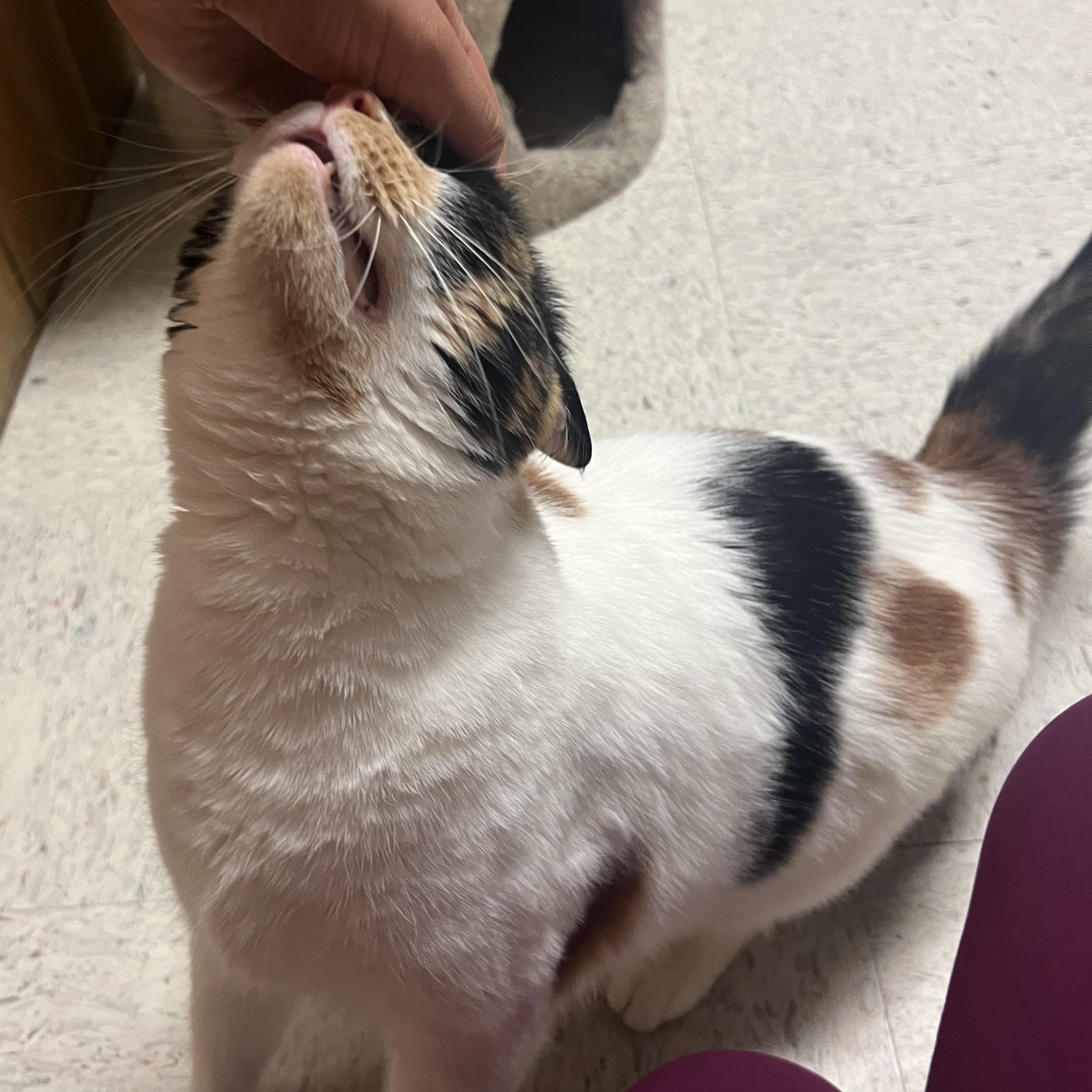 Shelby, a Adoptable Domestic Short Hair in Spokane, WA image 3/3