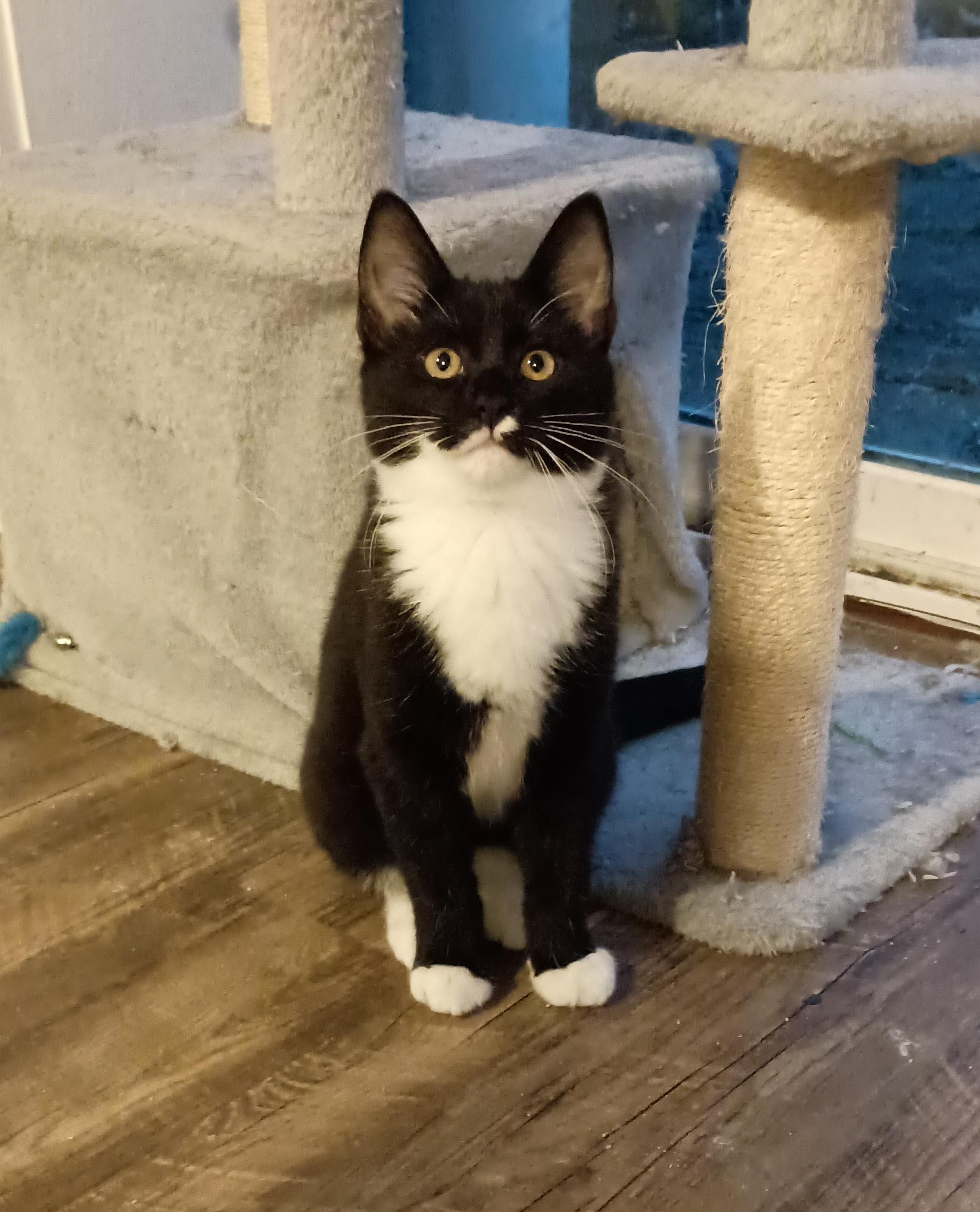 Louis Vuitton, Adoptable, Kitten Male Tuxedo.
