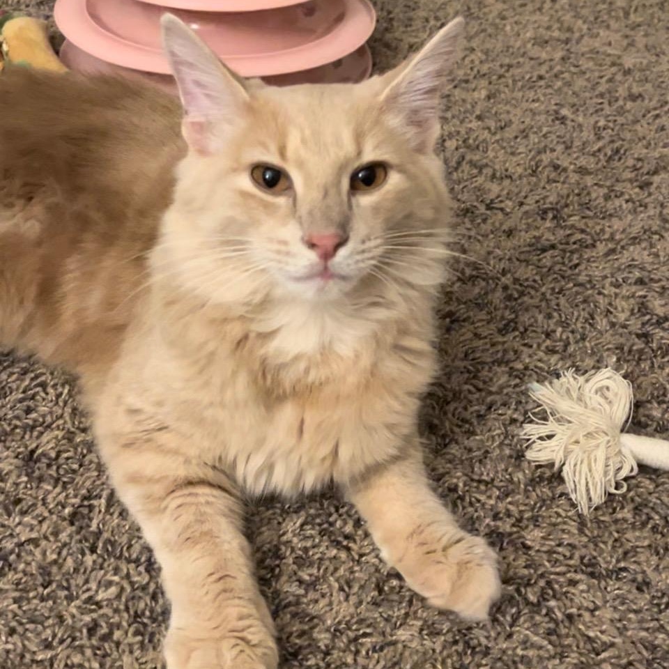 Cat for adoption Teddy, a Domestic Medium Hair in Sewell, NJ Petfinder