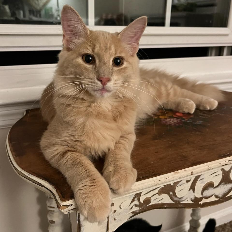 Cat for adoption Teddy, a Domestic Medium Hair in Sewell, NJ Petfinder