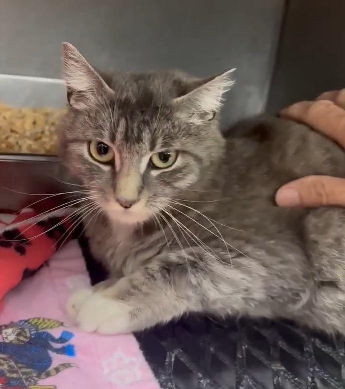 Enlarge Launi, a Adoptable mixed breed in Salt Lake City, UT image 1/5