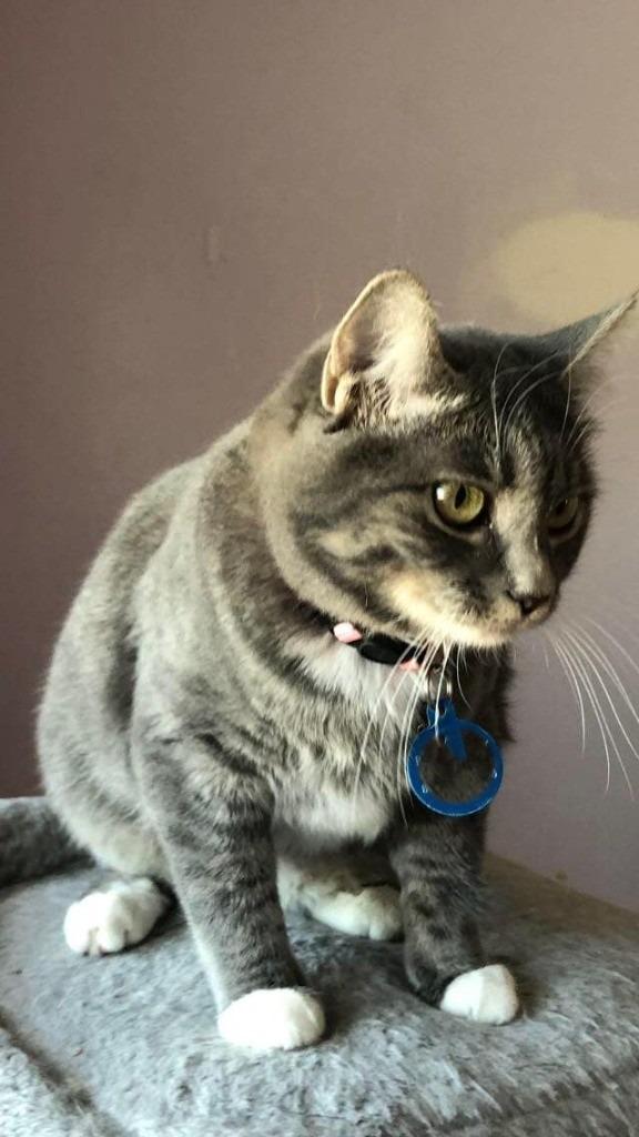 Enlarge Launi, a Adoptable mixed breed in Salt Lake City, UT image 2/5