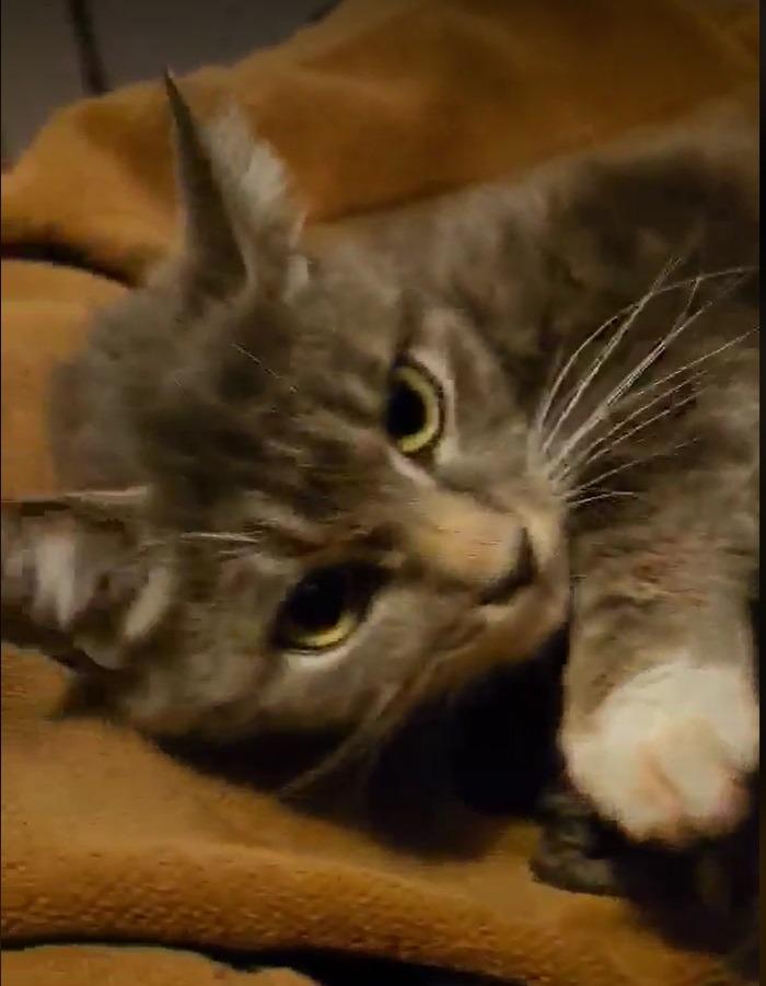 Enlarge Launi, a Adoptable mixed breed in Salt Lake City, UT image 4/5